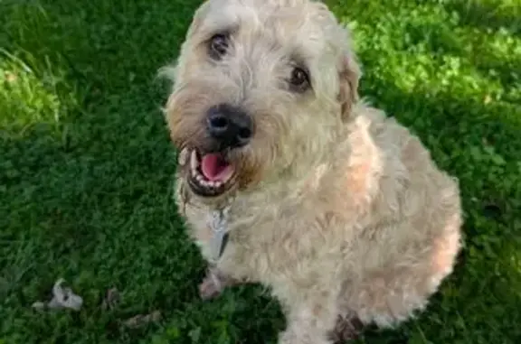 Found dog Maplewood, photo: Found Tan Dog: Female w/ Galaxy Tag