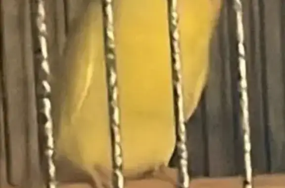Lost Yellow Bird: Malvern, 19355