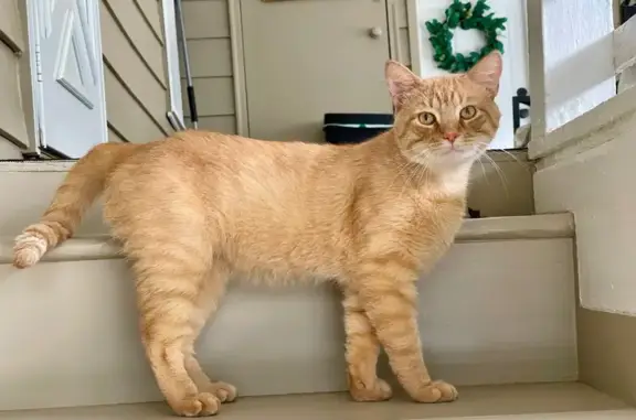 Friendly Found Cat on Parker A...