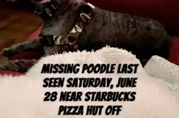 Lost Toy Poodle: Mario on Univ. Pkwy