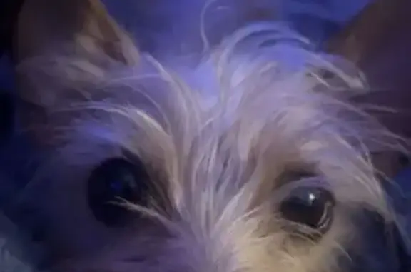Lost Dog: Fast Runner on Graham Rd