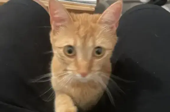 Chat trouvé, collier jaune, Vandœuvre - photo