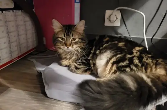 Chat tigré noir marron perdu à Brueil - photo