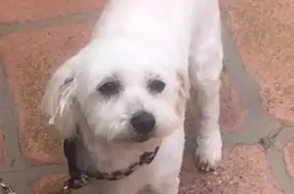 Lost Maltese: Poppy in El Segundo