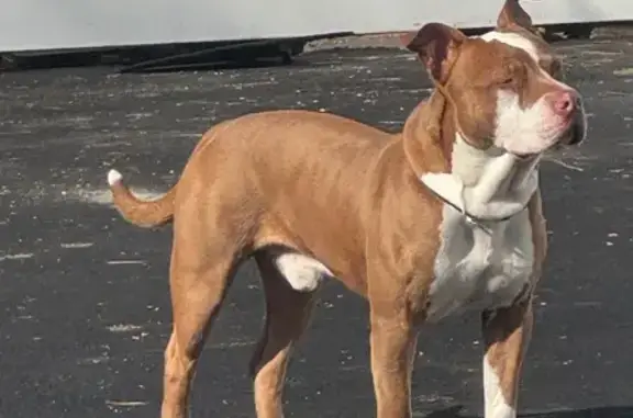 Missing dog Plainfield, photo: Lost Rednose Pit: Playful Kane on W 6th