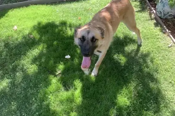 Lost and found pets Oakley, photo: Found Dog on Claremont Ln, Oakley