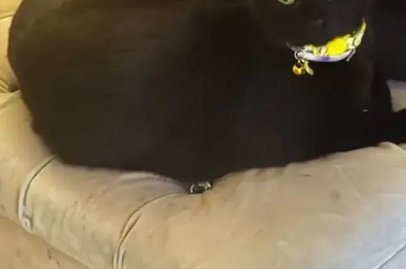 Lost Black Cat with Unique Collar: Dover