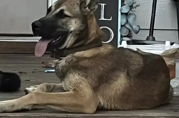 Lost Belgian Malinois on Bostwick Rd