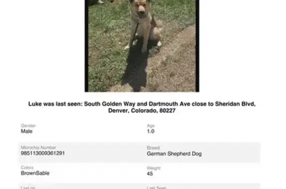 Lost Shepherd Mix Luke - Denver Area