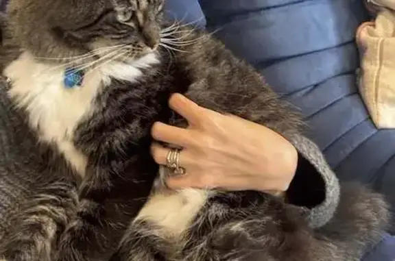 Lost Tabby Ragdoll X: Help Fin...