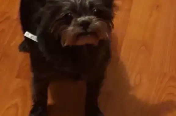 Lost Shy Black Dog on NE 21st Ave