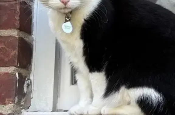 Lost Tuxedo Cat: Friendly & Green-Eyed