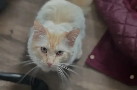 Lost Long-Haired Cat: Howard St, Green Bay