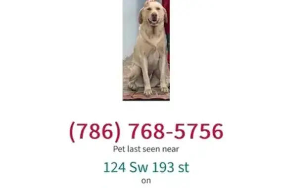 Lost Labrador on SW 191st St, Miami