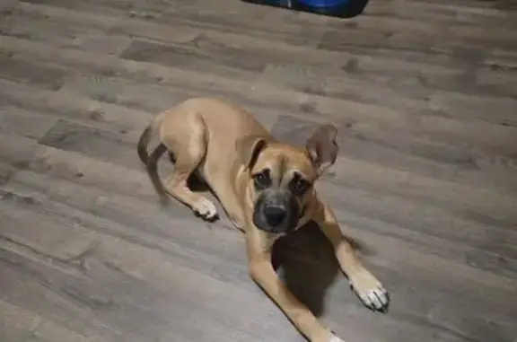 Lost Dog: Unique Marks, Leverett Dr
