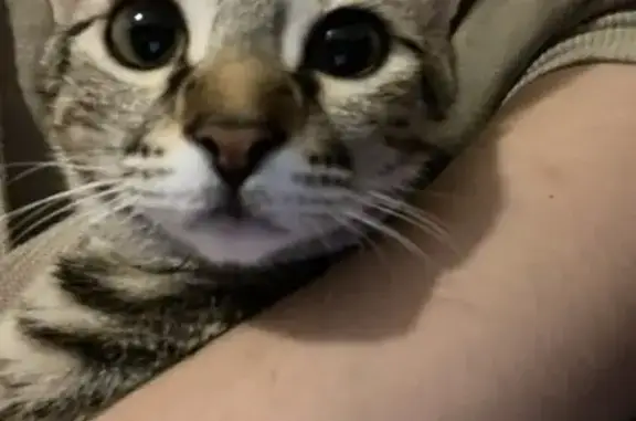 Chaton tigré perdu à Marignane, aide SVP - photo
