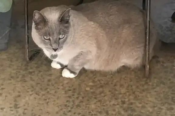 Lost and found pets Granite Falls, photo: Lost Cat: 