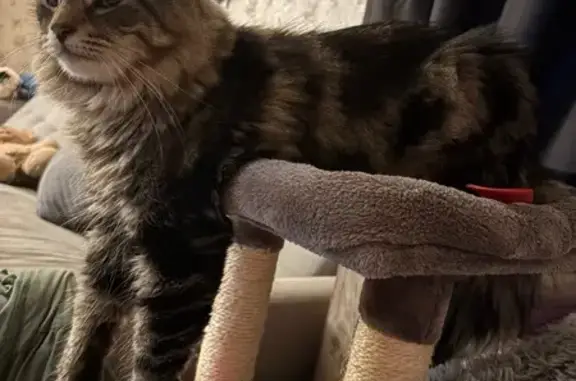 Lost Fluffy Cat: Sweet & Shy - Millcreek
