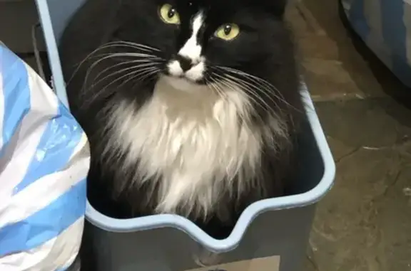 Lost Cat: Mittens Missing in K...