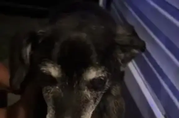 Found: Elderly Dog on Blue Sag...