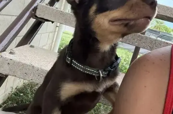 Very friendly. Loving girl about a year old, took off after kids let her slip out the gate by accident as was startle by cracker night. One of the photos of when she was a pup but same color. Please please bring her home