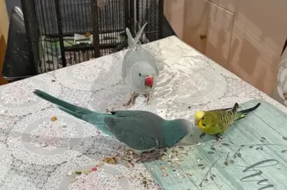 Lost Bird Near Farm Brook Cour...