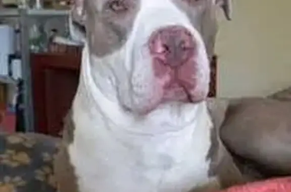 Búsqueda de mascotas, foto: Perro perdido: café y blanco en Naucalpan