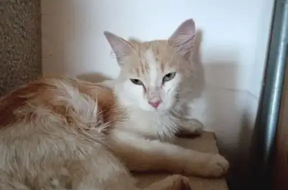 Animaux trouvés , photo: Chat blanc trouvé, maigre, soigné, Aillas