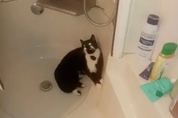 Chat perdu, , photo: Chatte perdue, noire et blanche, Charmoy