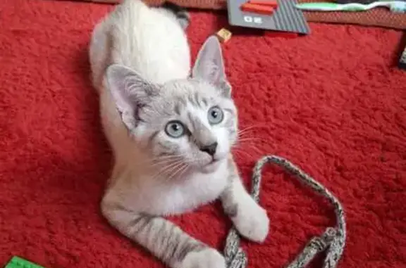 Chat perdu, Contamine-sur-Arve, photo: Chaton siamois perdu à Contamine-sur-Arve