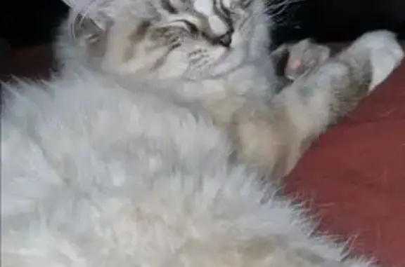 Lost pets , photo: Lost: Friendly Fluffy White Cat - Adelaide
