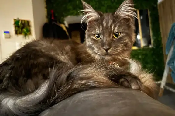 Chat perdu, Feignies, photo: Chat perdu Rue Ardaux, Feignies