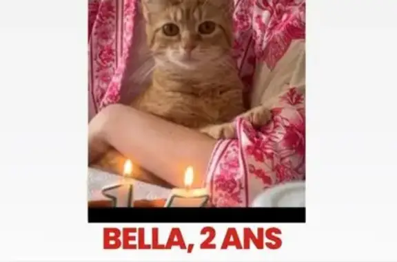 Animaux perdus Hérouville-Saint-Clair, photo: Chatte Rousse Perdue à Hérouville