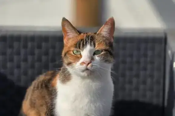 Chat perdu, Alès, photo: Chatte tricolore perdue, peureuse, Alès