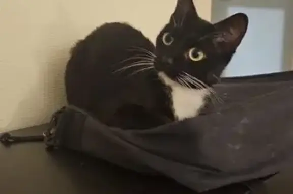 Chat perdu, Issy-les-Moulineaux, photo: Petite chatte noire et blanche perdue