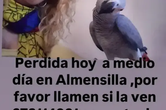 ¡Ave Perdida en Calle Peral, A...