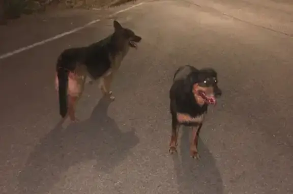 Deux chiens dociles trouvés à Maclas - photo