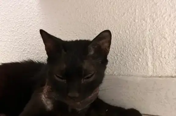 Chat trouvé Agen, photo: Chat noir blessé trouvé Rue Rochambeau, Agen
