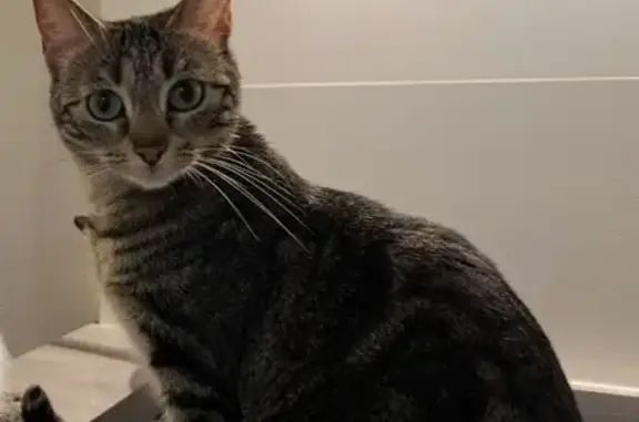 Animaux perdus Toulouse, photo: Jeune chatte peureuse perdue à Toulouse