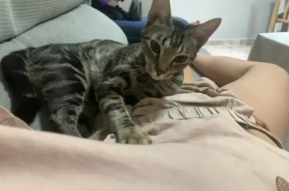 ¡Ayuda! Gata Kiara perdida en Aldaya