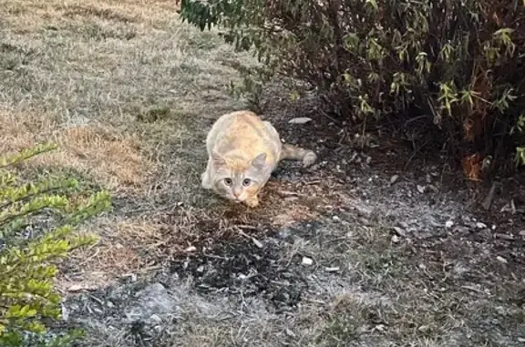 Chat roux blessé trouvé à Reims - photo