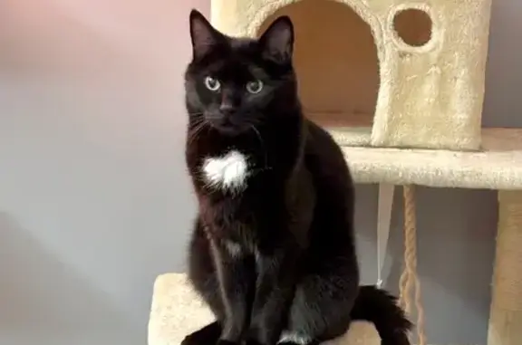 Animaux perdus Saint-Herblain, photo: Chat perdu : noir, taches blanches, Saint-Herblain