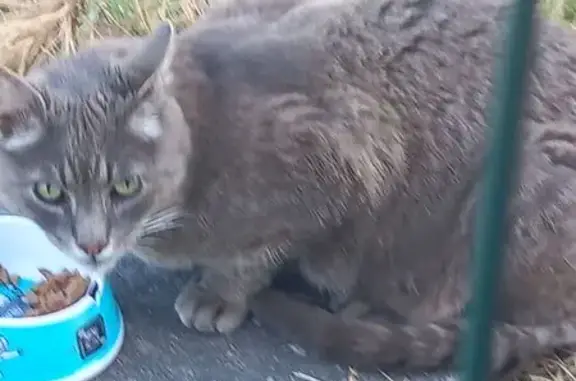 Animaux trouvés Grenade, photo: Chat gris uni trouvé, yeux verts, Grenade