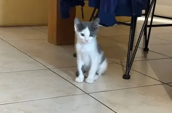 Chaton blanc-gris sociable trouvé à Moissac - photo