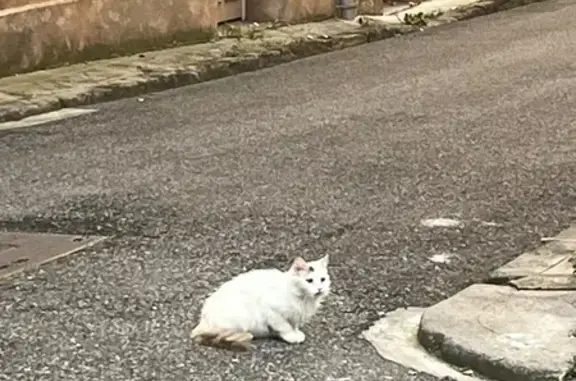 Chat blanc tacheté aperçu à Montauban - photo