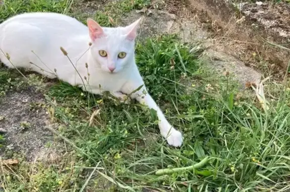 Animaux perdus Brétigny-sur-Orge, photo: Chatte blanche perdue à Brétigny-sur-Orge