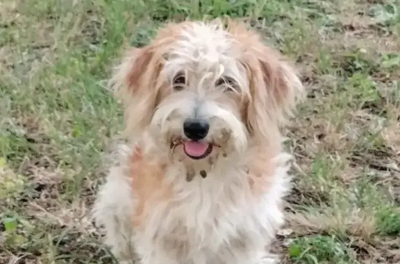 Found dog Duncanville, photo: Found: 3 Sweet Dogs on Woodhaven Blvd