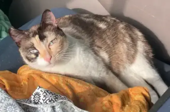 Chatte perdue, tachetée, yeux bleus, Rezé - photo