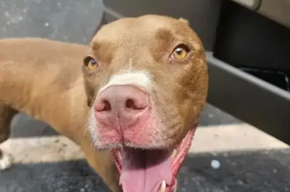 Found: Red & Gray Pits in OKC