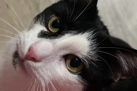 Animaux perdus Oberhoffen-sur-Moder, photo: Chat perdu, câlin mais timide, Oberhoffen